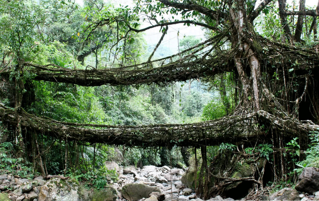 インド北東部の熱帯雨林地域にある、生きた木がそのまま橋になった神秘的な橋。