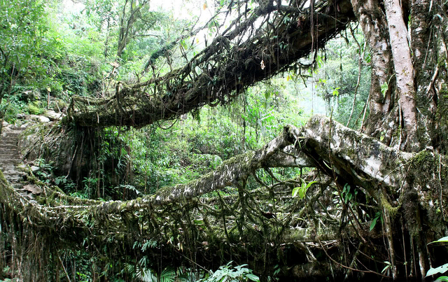 インド北東部の熱帯雨林地域にある、生きた木がそのまま橋になった神秘的な橋。７