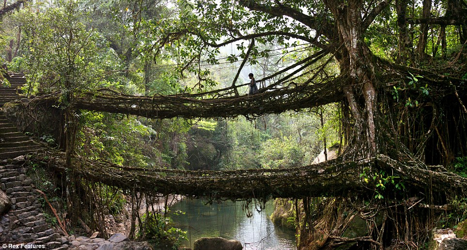 インド北東部の熱帯雨林地域にある、生きた木がそのまま橋になった神秘的な橋。