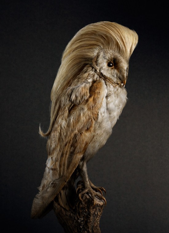 スタイリッシュな髪型の鳥