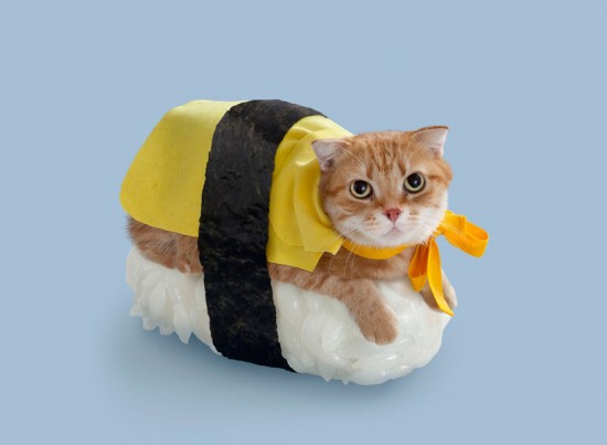 猫が寿司になったらどうなる？ねこずしニャー太